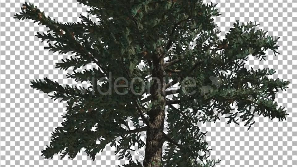 White Fir Trunk and Branches Coniferous Evergreen - Download Videohive 19312961