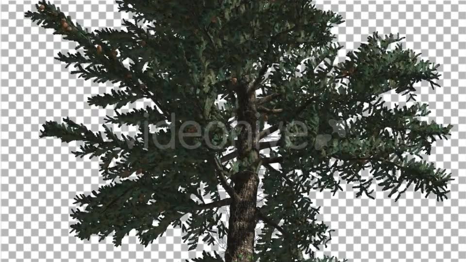 White Fir Trunk and Branches Coniferous Evergreen - Download Videohive 19312961
