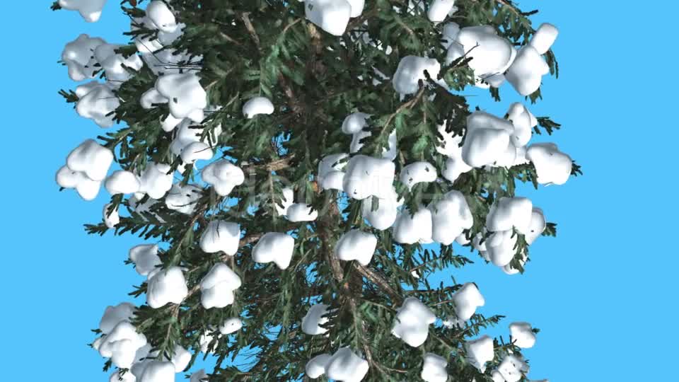 White Fir Trunk and Branches Top Down Snow - Download Videohive 15702157