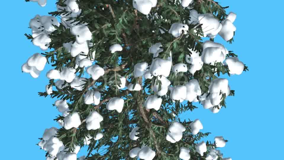 White Fir Trunk and Branches Top Down Snow - Download Videohive 15702157