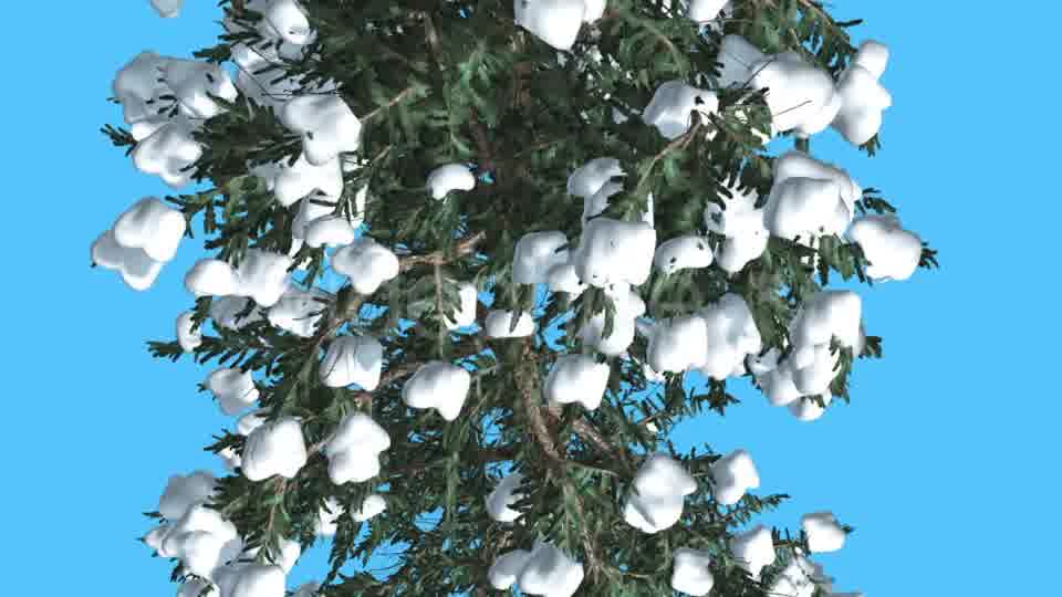 White Fir Trunk and Branches Top Down Snow - Download Videohive 15702157