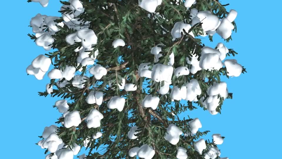 White Fir Trunk and Branches Top Down Snow - Download Videohive 15702157