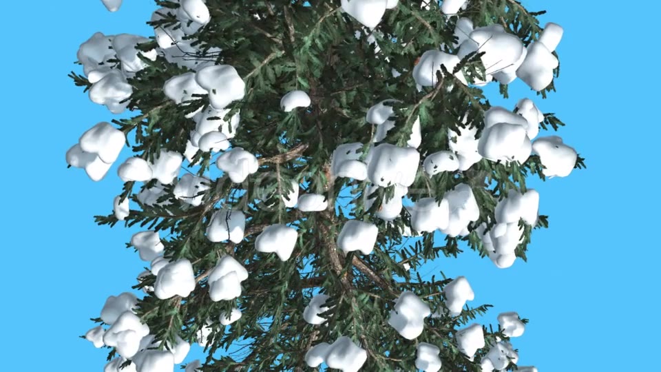 White Fir Trunk and Branches Top Down Snow - Download Videohive 15702157