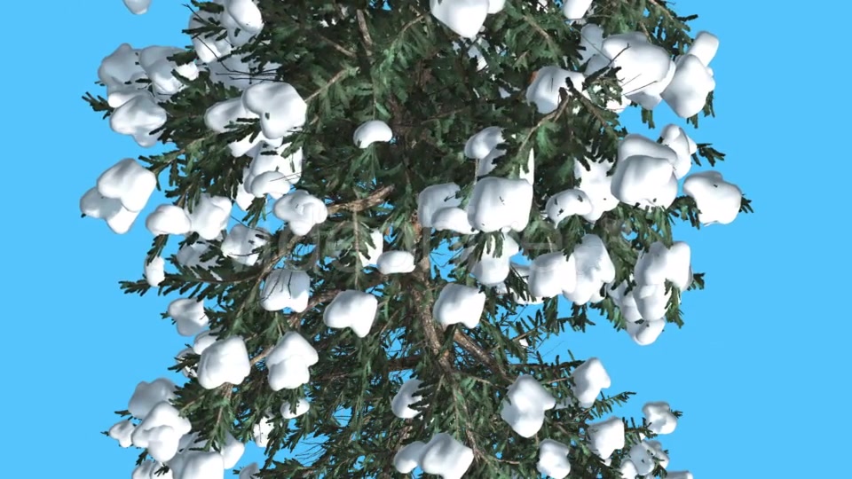 White Fir Trunk and Branches Top Down Snow - Download Videohive 15702157