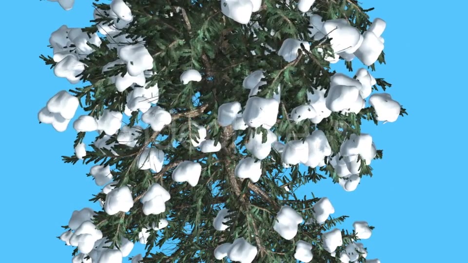 White Fir Trunk and Branches Top Down Snow - Download Videohive 15702157