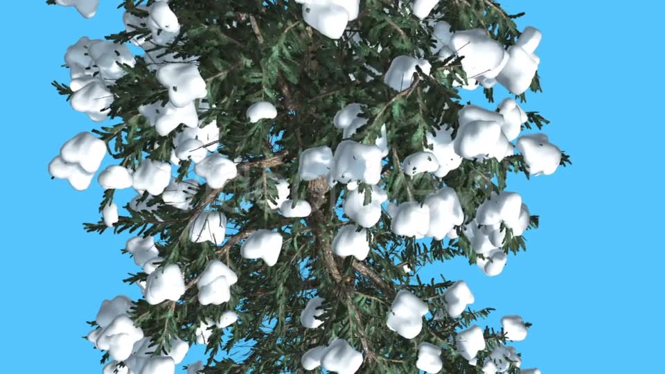 White Fir Trunk and Branches Top Down Snow - Download Videohive 15702157