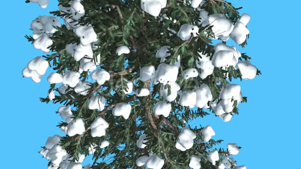 White Fir Trunk and Branches Top Down Snow - Download Videohive 15702157