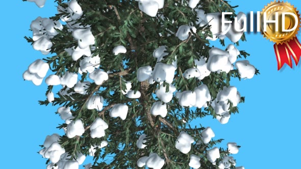 White Fir Trunk and Branches Top Down Snow - Download Videohive 15702157