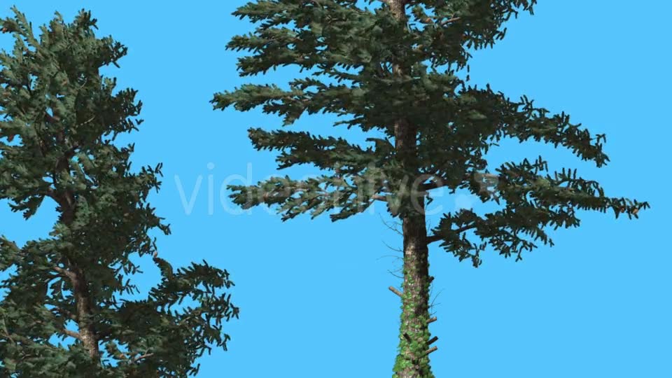 White Fir Two Thin Trees Strong Wind Coniferous - Download Videohive 15510030