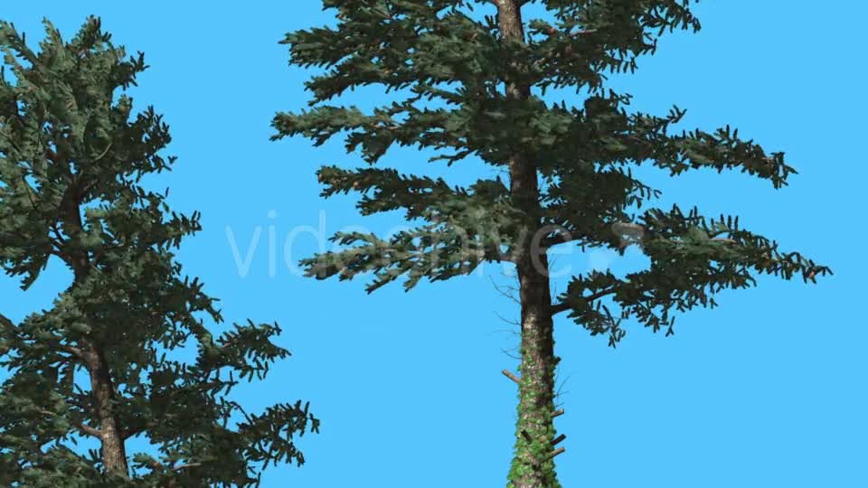 White Fir Two Thin Trees Strong Wind Coniferous - Download Videohive 15510030