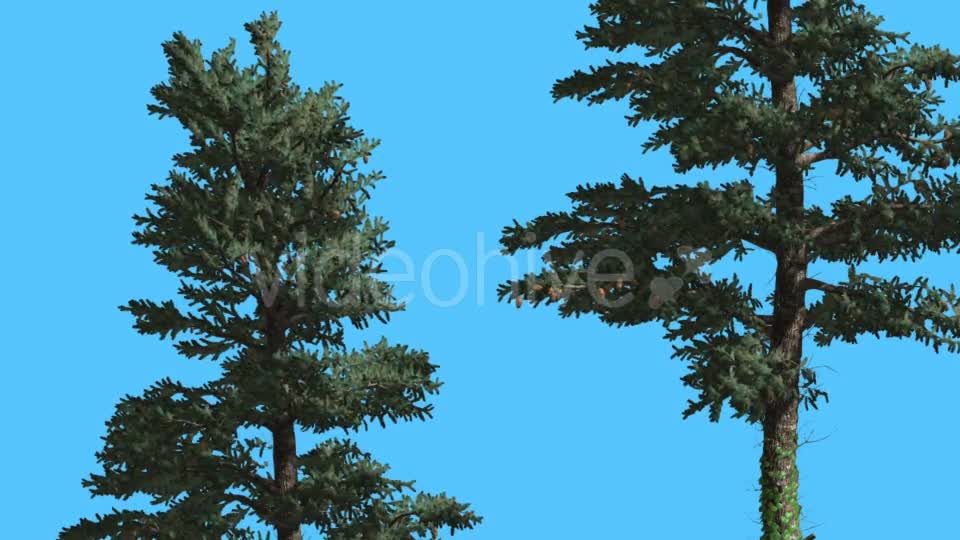 White Fir Two Trees With Thin Trunks Coniferous - Download Videohive 15510062