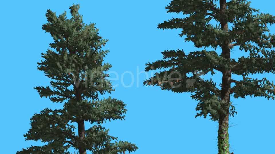 White Fir Two Trees With Thin Trunks Coniferous - Download Videohive 15510062