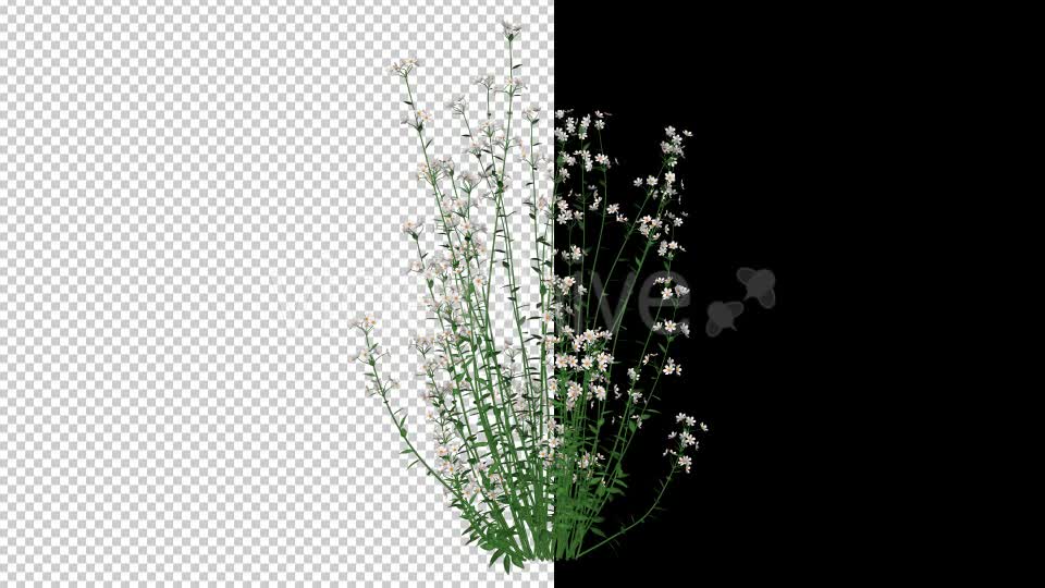 White Flowers - Download Videohive 20652784