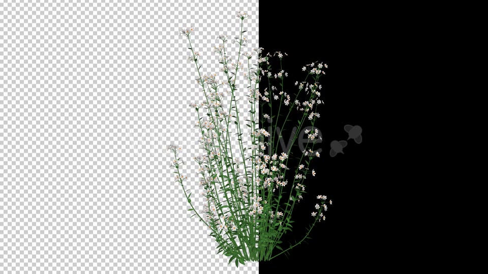 White Flowers - Download Videohive 20652784