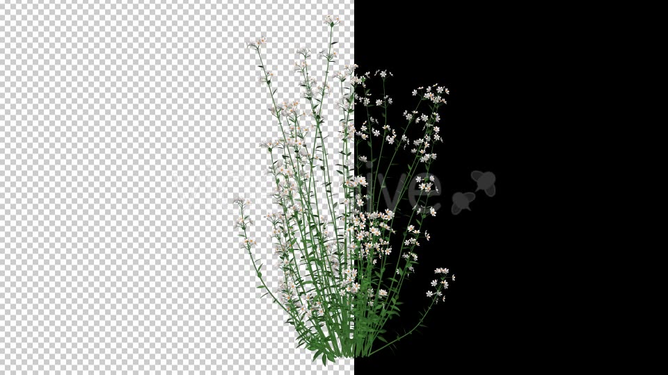 White Flowers - Download Videohive 20652784