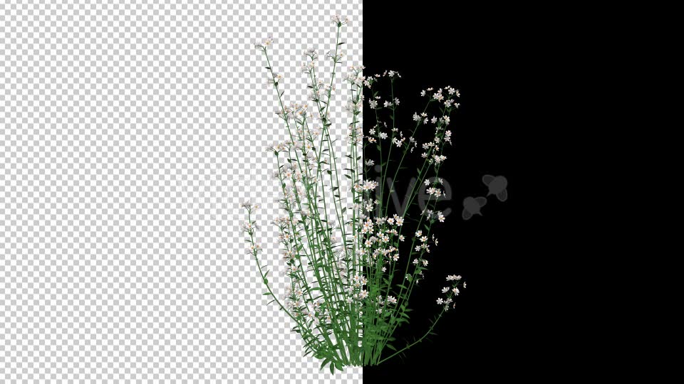 White Flowers - Download Videohive 20652784