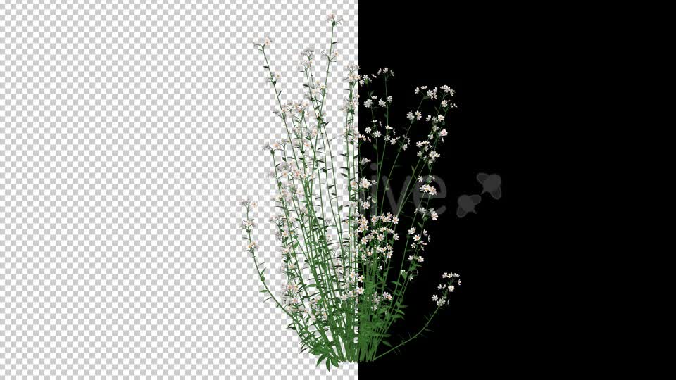 White Flowers - Download Videohive 20652784