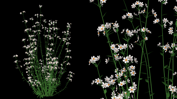 White Flowers - Download Videohive 20652784