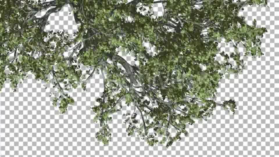 White Oak Branch of a Crown Top Down is Swaying - Download Videohive 14120634