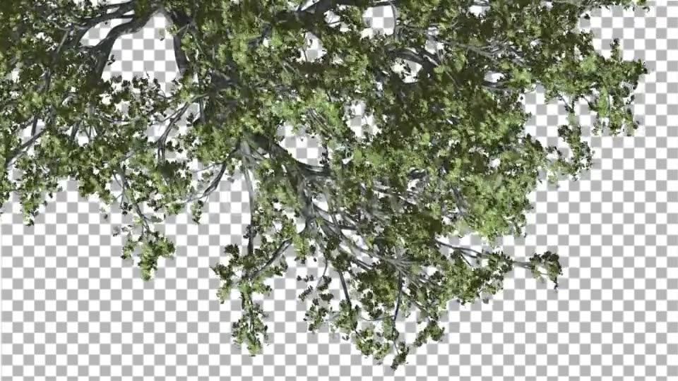 White Oak Branch of a Crown Top Down is Swaying - Download Videohive 14120634