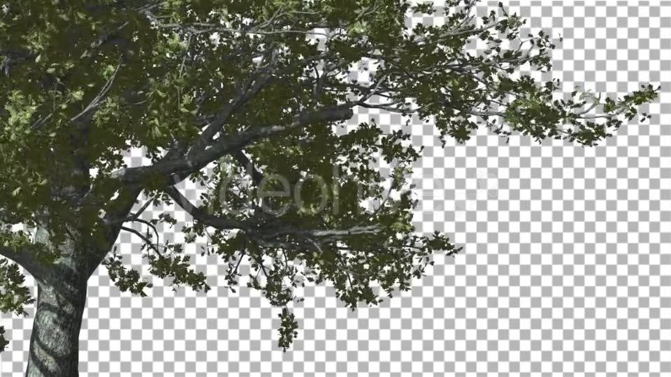 White Oak The Right Part of Tree is Swaying - Download Videohive 14720248