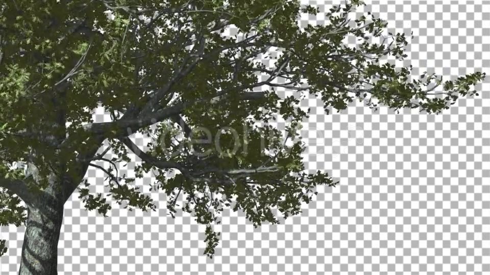 White Oak The Right Part of Tree is Swaying - Download Videohive 14720248