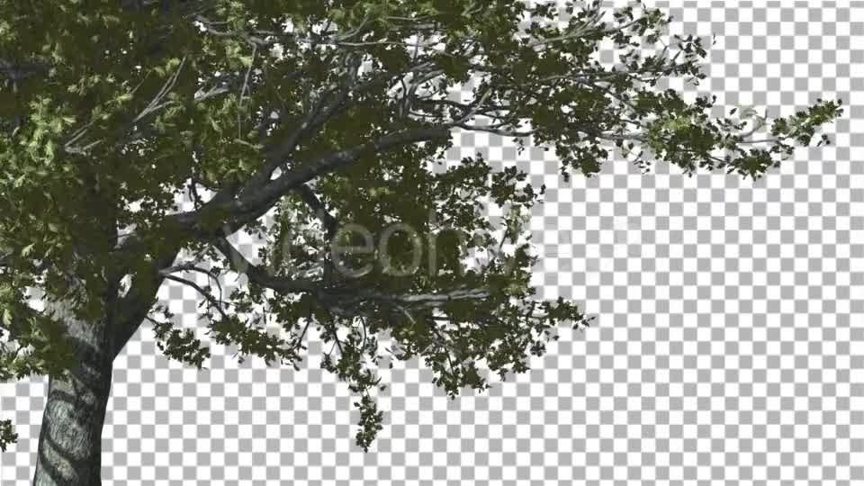 White Oak The Right Part of Tree is Swaying - Download Videohive 14720248