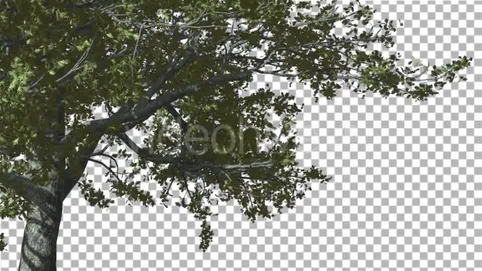 White Oak The Right Part of Tree is Swaying - Download Videohive 14720248