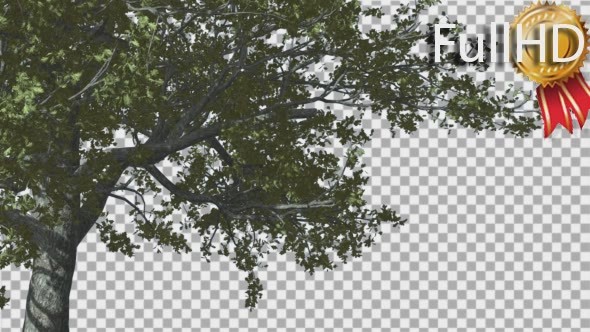 White Oak The Right Part of Tree is Swaying - Download Videohive 14720248