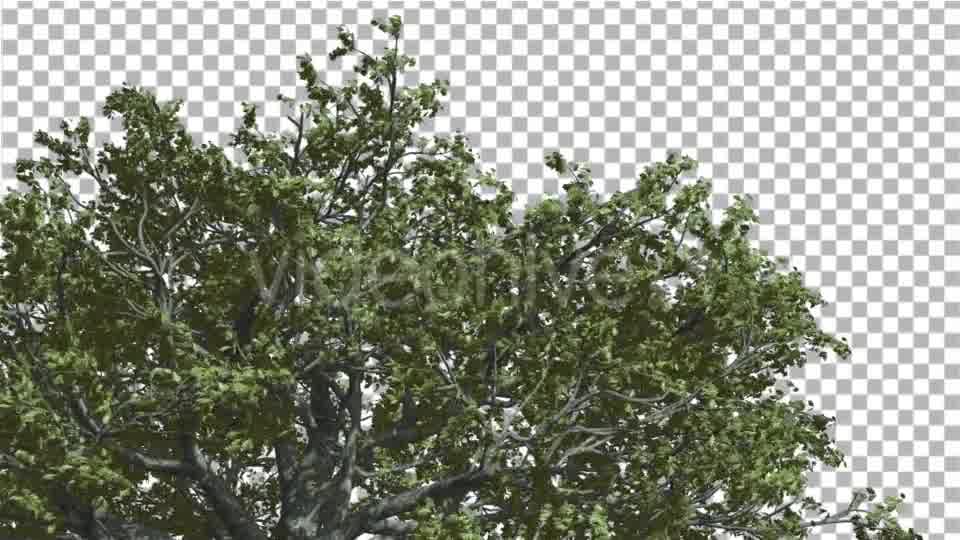 White Oak Top of Crown Tree is Swaying - Download Videohive 14741388