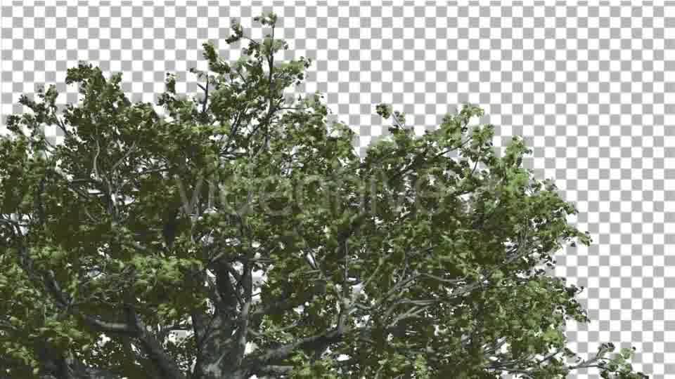 White Oak Top of Crown Tree is Swaying - Download Videohive 14741388