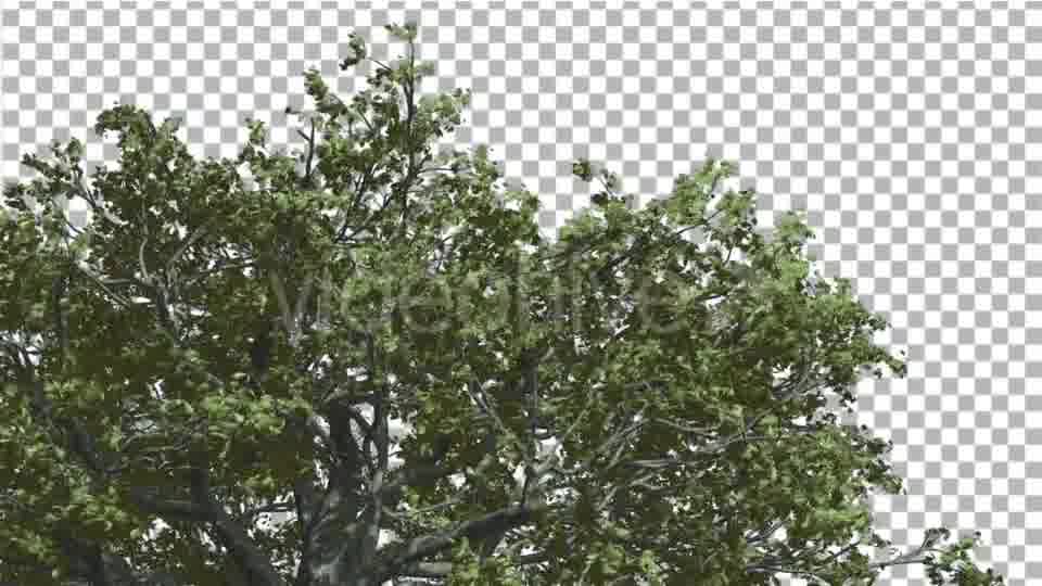 White Oak Top of Crown Tree is Swaying - Download Videohive 14741388