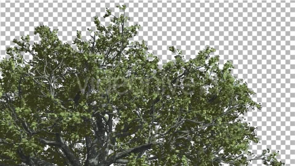 White Oak Top of Crown Tree is Swaying - Download Videohive 14741388