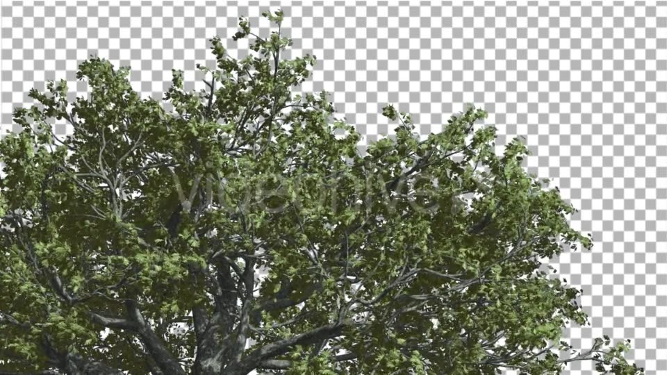 White Oak Top of Crown Tree is Swaying - Download Videohive 14741388