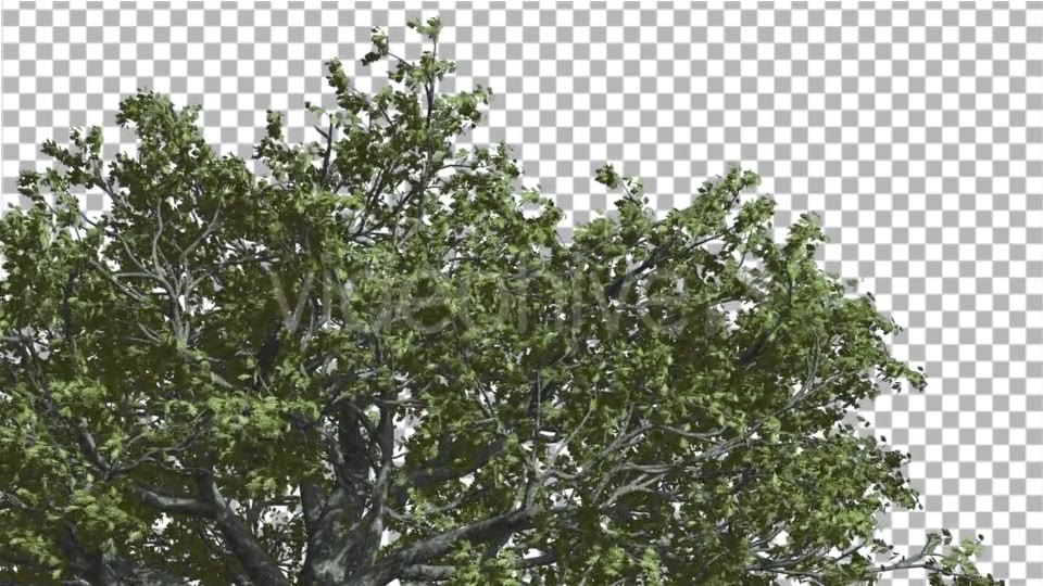 White Oak Top of Crown Tree is Swaying - Download Videohive 14741388