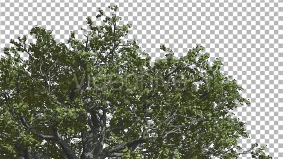 White Oak Top of Crown Tree is Swaying - Download Videohive 14741388