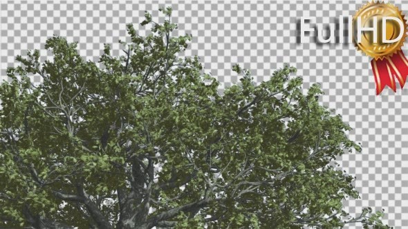 White Oak Top of Crown Tree is Swaying - Download Videohive 14741388