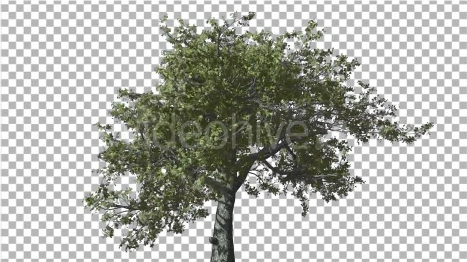 White Oak Tree is Swaying at Strong Wind Green - Download Videohive 16958248
