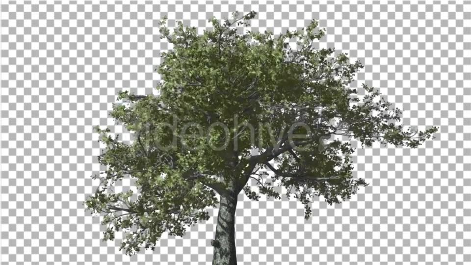 White Oak Tree is Swaying at Strong Wind Green - Download Videohive 16958248