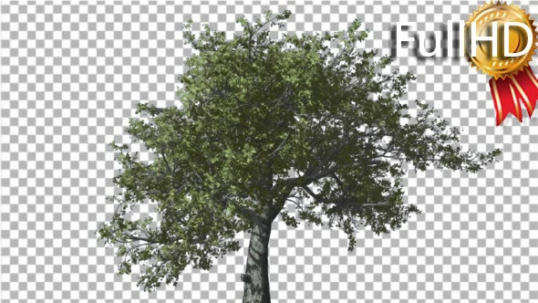 White Oak Tree is Swaying at Strong Wind Green - Download Videohive 16958248