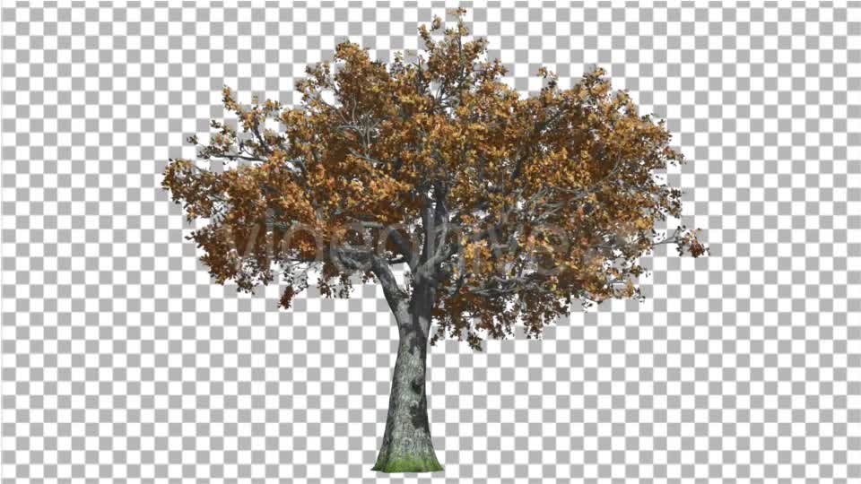 White Oak Tree is Swaying at the Wind Red and - Download Videohive 16931177