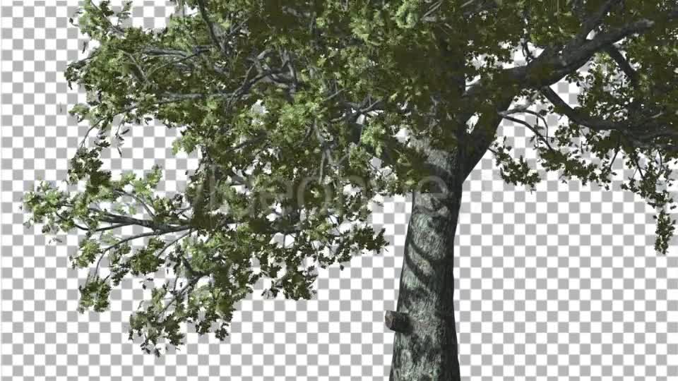 White Oak Trunk And Lower Branches Tree Swaying - Download Videohive 14715206