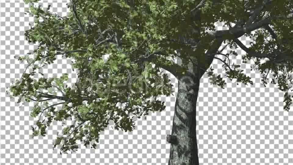 White Oak Trunk And Lower Branches Tree Swaying - Download Videohive 14715206