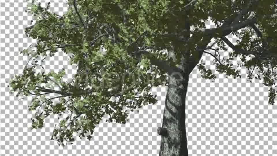 White Oak Trunk And Lower Branches Tree Swaying - Download Videohive 14715206