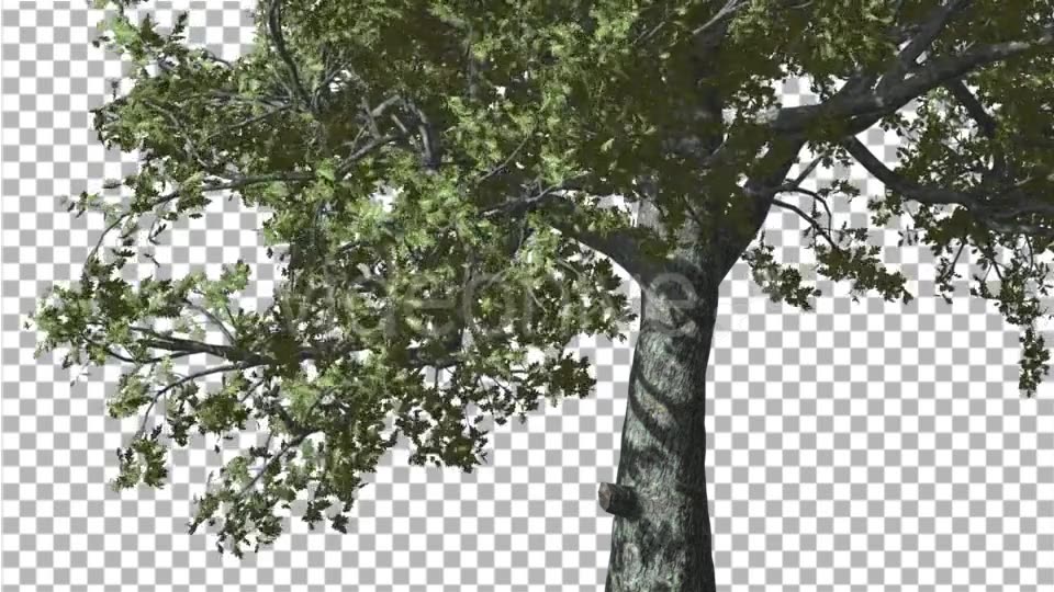 White Oak Trunk And Lower Branches Tree Swaying - Download Videohive 14715206