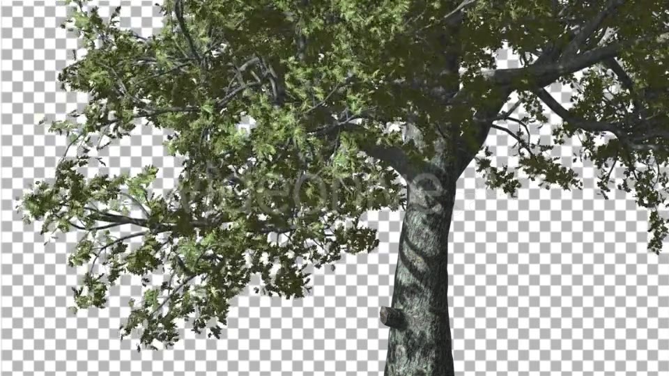 White Oak Trunk And Lower Branches Tree Swaying - Download Videohive 14715206