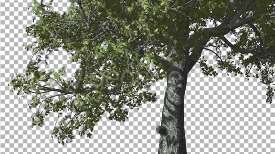 White Oak Trunk And Lower Branches Tree Swaying - Download Videohive 14715206