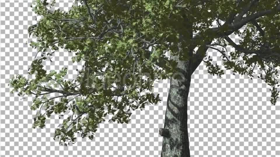 White Oak Trunk And Lower Branches Tree Swaying - Download Videohive 14715206