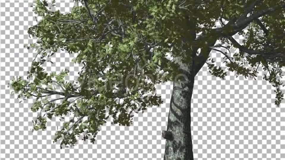 White Oak Trunk And Lower Branches Tree Swaying - Download Videohive 14715206