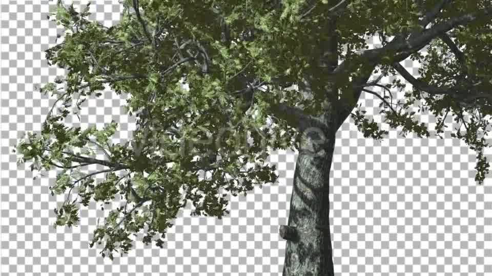 White Oak Trunk And Lower Branches Tree Swaying - Download Videohive 14715206